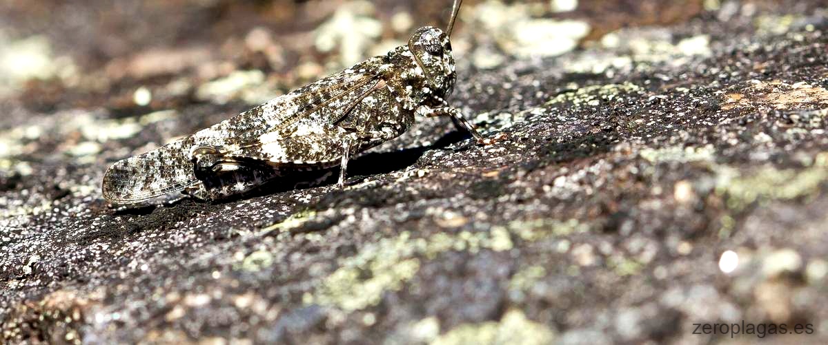 Eliminar Plagas De Hormigas En Granada Zero Plagas