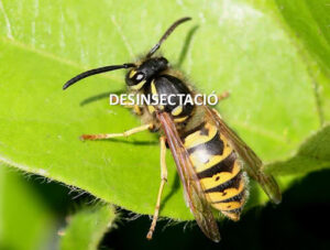PlaguiSystem - SISTEMES EN CONTROL DE PLAGUES S.L.