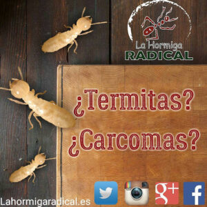 La Hormiga Radical