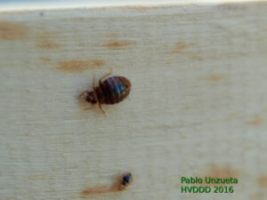 Desinfecciones Hormigas Verdes