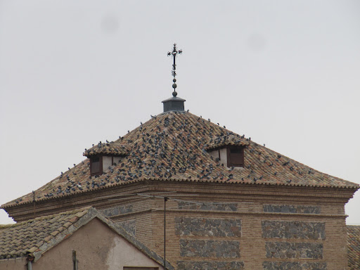 Control de plagas de palomas Toledo