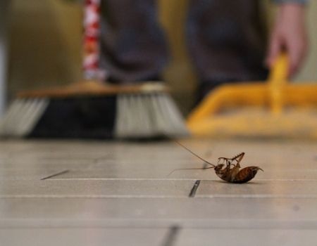 Control de Plagas GutVi - Desinsectación, Desratización y Desinfección - Cornellá