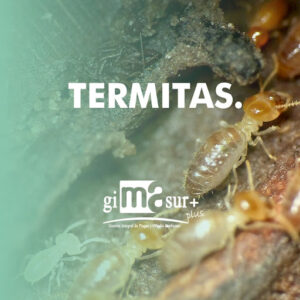 Gimasur - Plagas y legionella en Málaga