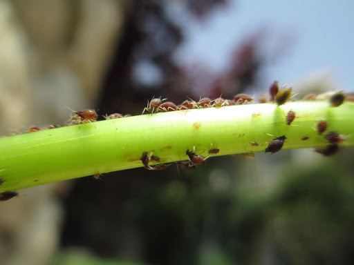 Control de plagas en Málaga - Contraplagas Ambiental