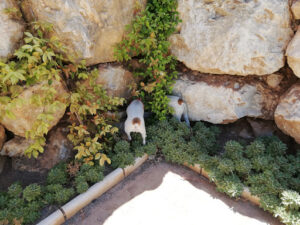 Mantenimalaga Contraplagas Control de Plagas