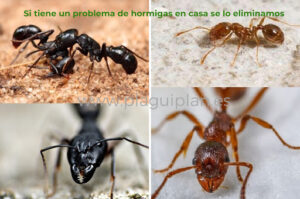 PLAGUIPLAN