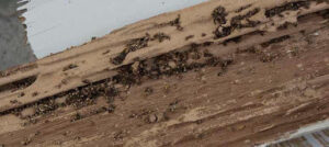 A.C. Plagues Urbanes