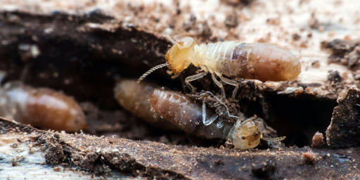 Irabia Control de Plagas - Gipuzkoa