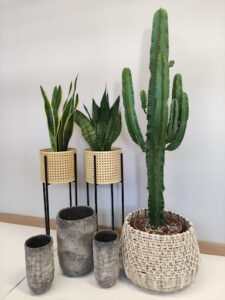 Javier Pastor Viveros y Jardinería, SL.