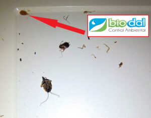 Biodal Control Ambiental