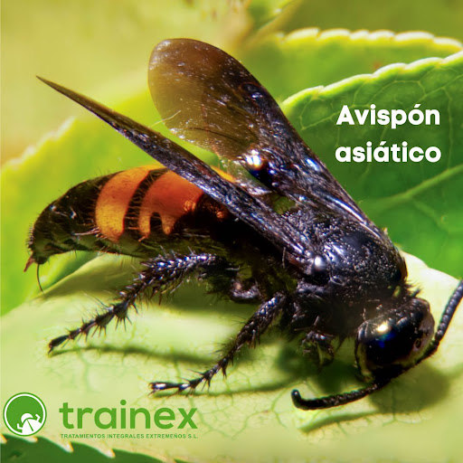 Trainex - Control de Plagas y Sanidad Ambiental