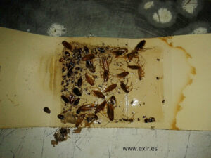 EXIR Control de Plagas