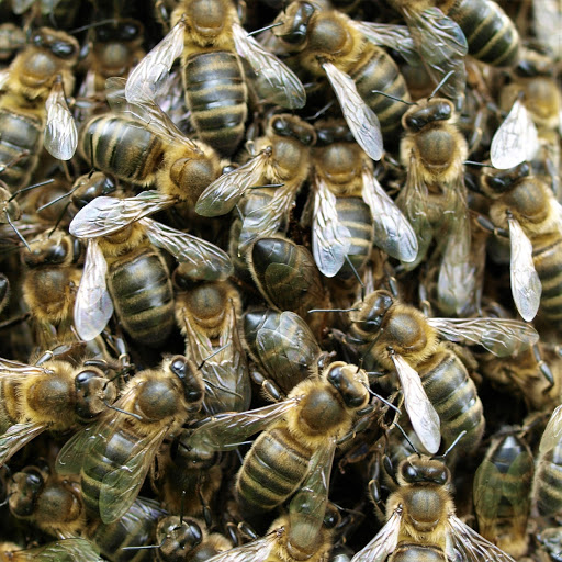 Desinfecciones Hormigas Verdes